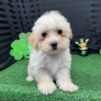 Curtis, a male Maltipoo for sale in Waynesville, MO – Photo 4 of 10