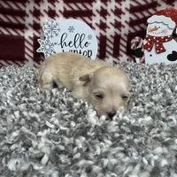 Curtis, a male Maltipoo for sale in Waynesville, MO – Photo 10 of 10