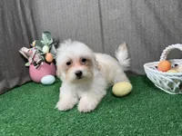 Curtis, a male Maltipoo for sale in Waynesville, MO – Photo 3 of 10