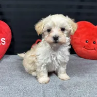 Curtis, a male Maltipoo for sale in Waynesville, MO – Photo 7 of 10