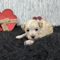 Curtis, a male Maltipoo for sale in Waynesville, MO – Photo 9 of 10