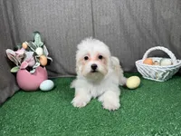 Curtis, a male Maltipoo for sale in Waynesville, MO – Photo 2 of 10