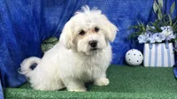 Ian, a male Havamalt for sale in Waynesville, MO – 5 of 10