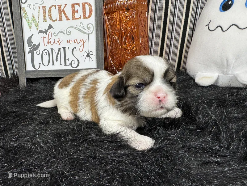 Tucker – Shih Tzu puppy for sale in Waynesville, MO