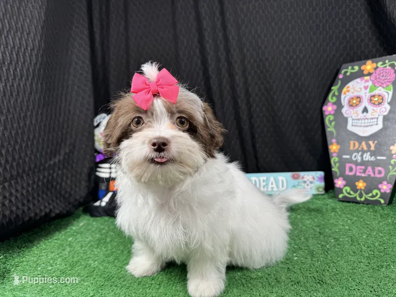 Treasure – Shihpoo puppy for sale in Waynesville, MO