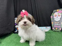 Treasure, a female Shihpoo for sale in Waynesville, MO – 1 of 3
