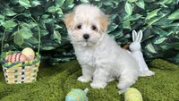 Billy, a male Maltipoo for sale in Waynesville, MO – Photo 3 of 3