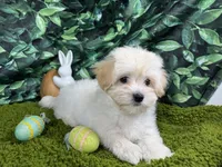 Billy, a male Maltipoo for sale in Waynesville, MO – Photo 2 of 3
