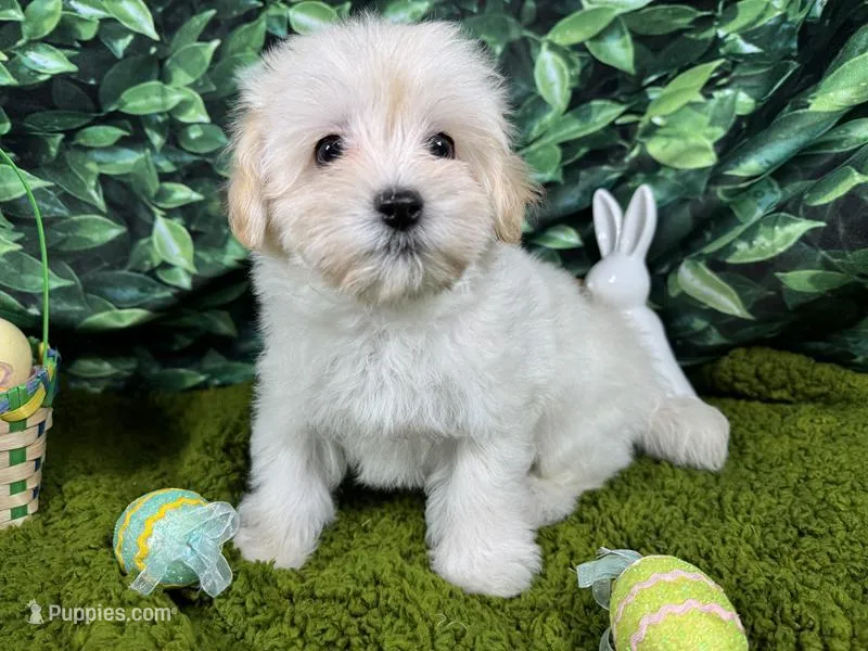 Billy – Maltipoo puppy for sale in Waynesville, MO