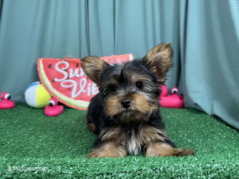 Paul – Yorkshire Terrier puppy for sale in Waynesville, MO