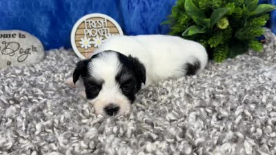 Isaac, a male Havamalt for sale in Waynesville, MO – 4 of 4