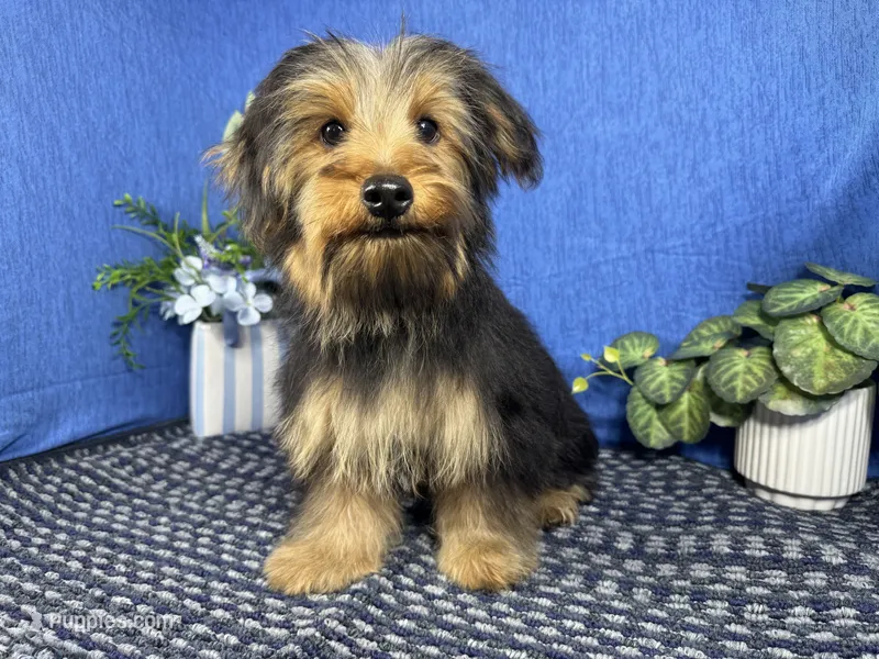 Samuel – Yorkshire Terrier puppy for sale in Waynesville, MO
