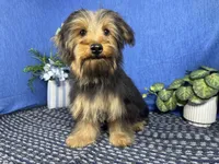 Samuel, a male Yorkshire Terrier for sale in Waynesville, MO – 4 of 10