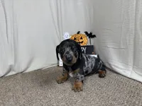 Graham, a male Miniature Dachshund for sale in Waynesville, MO – 3 of 3