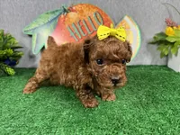 Daisy, a female Poodle - Toy  for sale in Waynesville, MO – 3 of 4