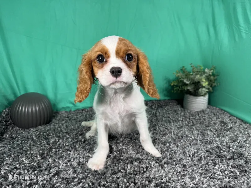 Riley – Cavalier King Charles Spaniel puppy for sale in Waynesville, MO