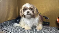 Gilroy, a male Shih Tzu for sale in Waynesville, MO – 3 of 10