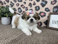 Claire, a female Pekingese for sale in Waynesville, MO – 3 of 4