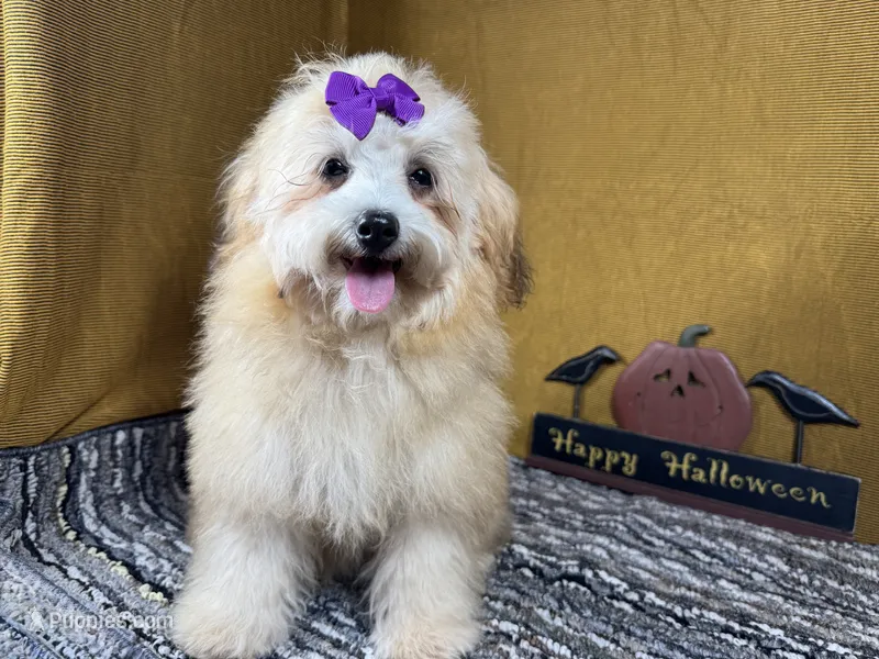 Megan – Havapoo puppy for sale in Waynesville, MO