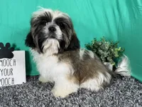 Gus, a male Shih Tzu for sale in Waynesville, MO – 2 of 10