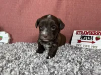Maxwell, a male Yorkipoo for sale in Waynesville, MO – 7 of 10