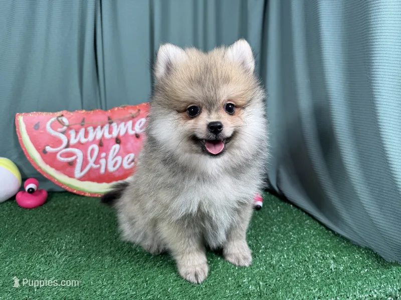 Benson – Pomeranian puppy for sale in Waynesville, MO