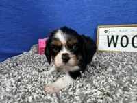 Dylan, a male Cavalier King Charles Spaniel for sale in Waynesville, MO – Photo 2 of 3