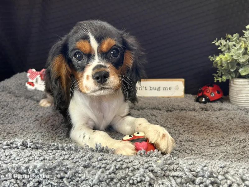 Dylan – Cavalier King Charles Spaniel puppy for sale in Waynesville, MO