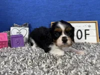 Dylan, a male Cavalier King Charles Spaniel for sale in Waynesville, MO – Photo 3 of 3