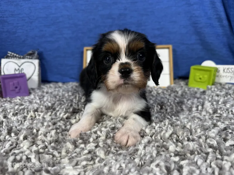 Dylan – Cavalier King Charles Spaniel puppy for sale in Waynesville, MO