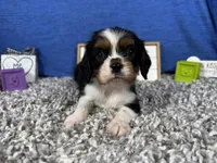 Dylan, a male Cavalier King Charles Spaniel for sale in Waynesville, MO – Photo 1 of 3