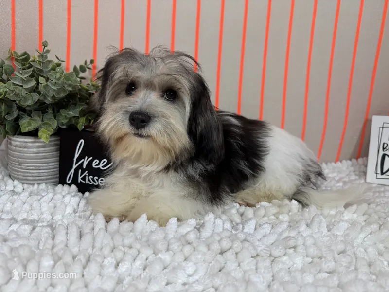 Noah – Maltipoo puppy for sale in Waynesville, MO