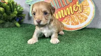 Izaiah, a male Havapoo for sale in Waynesville, MO – 1 of 4
