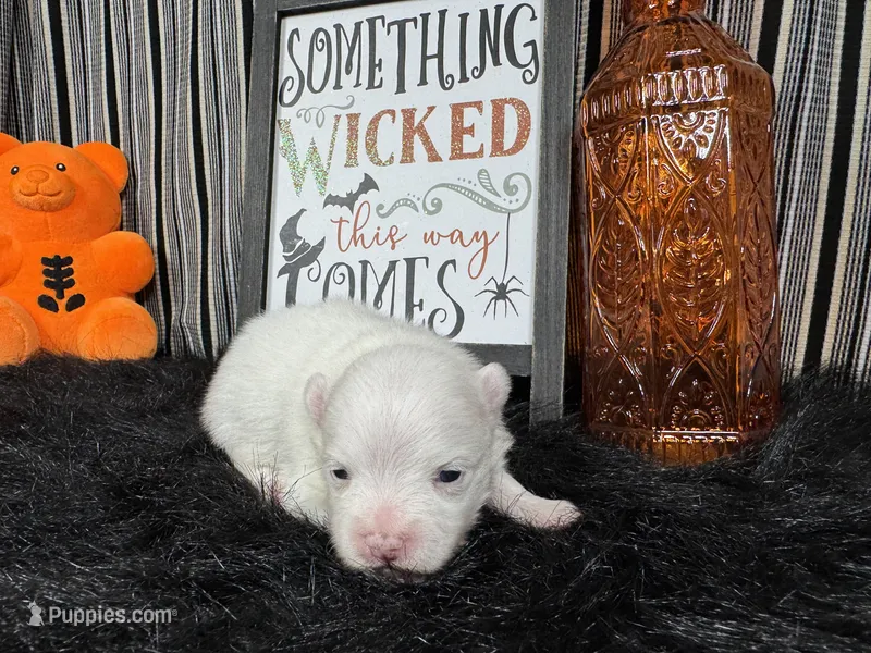 Pongo – Pomeranian puppy for sale in Waynesville, MO