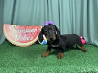 Pepper, a female Miniature Dachshund for sale in Waynesville, MO – 2 of 3