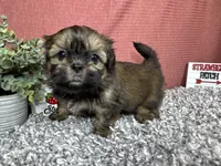 Preacher, a male Shih Tzu for sale in Waynesville, MO – 6 of 10
