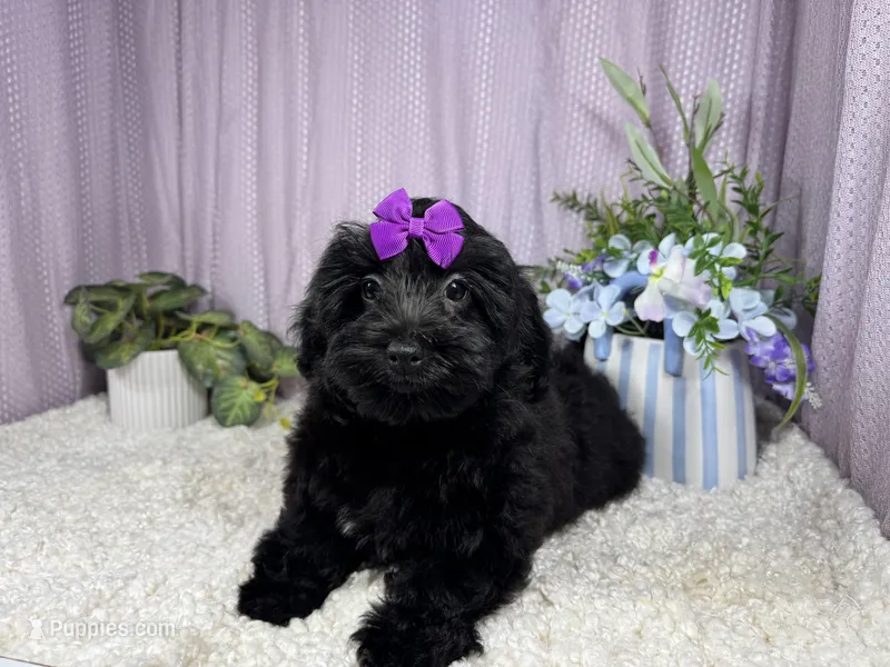 Angie – Havapoo puppy for sale in Waynesville, MO
