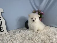 Pumba, a female Pomeranian for sale in Waynesville, MO – 3 of 3
