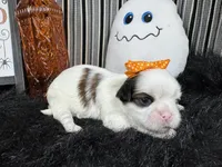 Taz, a female Shih Tzu for sale in Waynesville, MO – 3 of 3