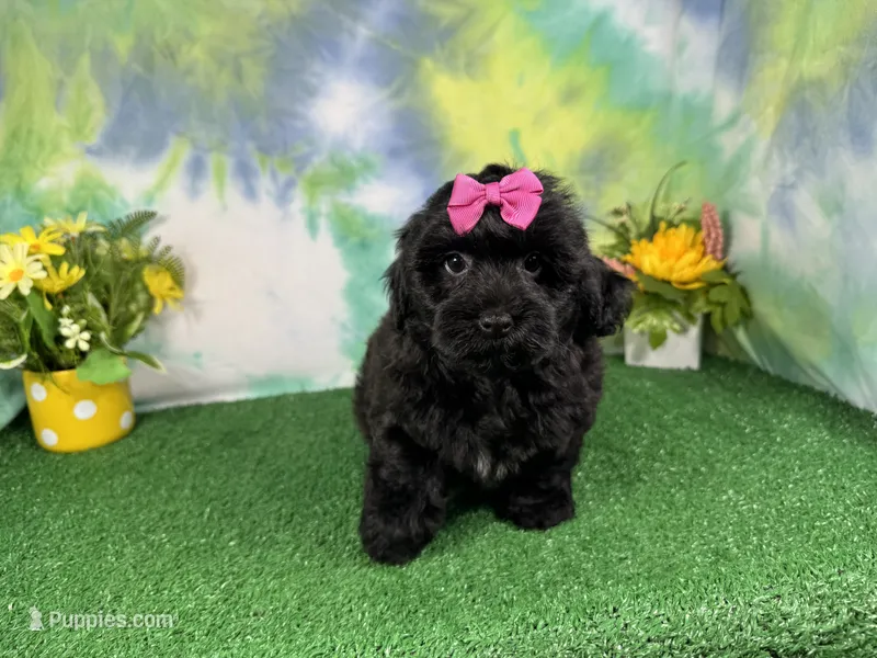 Angie – Havapoo puppy for sale in Waynesville, MO