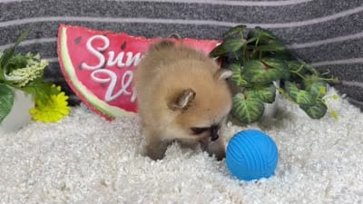Bear, a male Pomeranian for sale in Waynesville, MO – 4 of 4