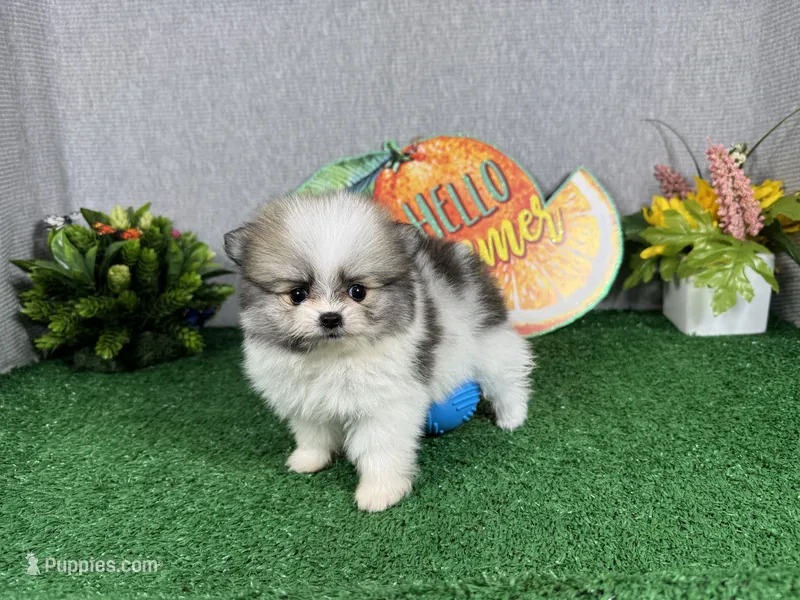 Buddy – Pomeranian puppy for sale in Waynesville, MO