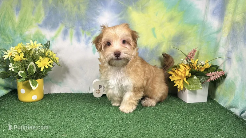 Izaiah – Havapoo puppy for sale in Waynesville, MO