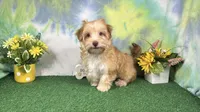 Izaiah, a male Havapoo for sale in Waynesville, MO – 5 of 10