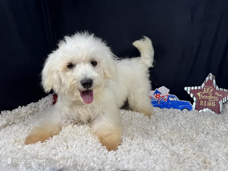 Cooper – Maltipoo puppy for sale in Waynesville, MO