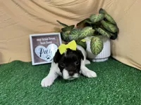 Tabby, a female Shih Tzu for sale in Waynesville, MO – 3 of 3