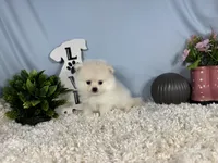 Pumba, a female Pomeranian for sale in Waynesville, MO – 2 of 3