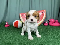 Riley, a male Cavalier King Charles Spaniel for sale in Waynesville, MO – 2 of 3