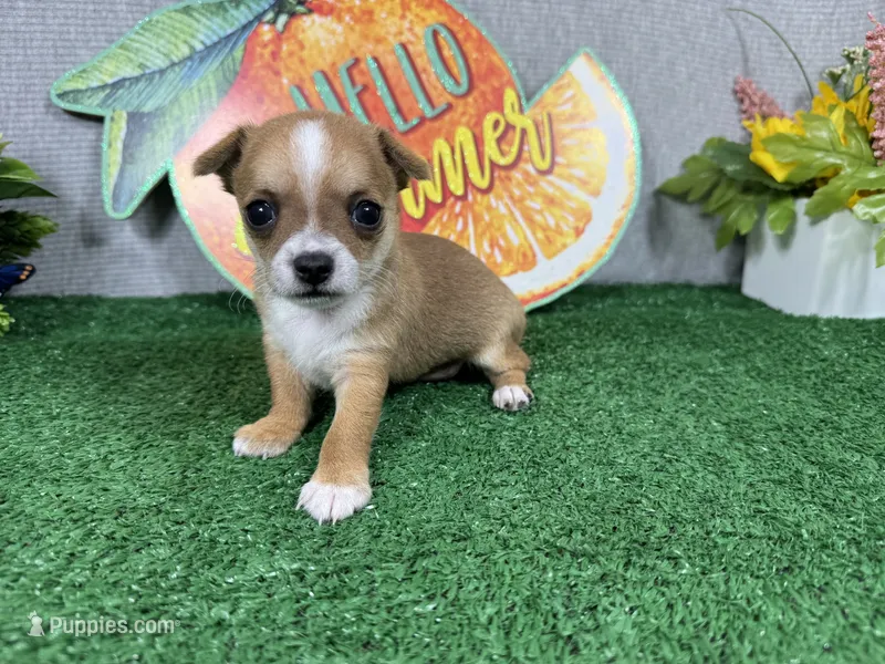 Ford – Chihuahua puppy for sale in Waynesville, MO