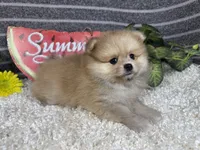 Felix, a female Pomeranian for sale in Waynesville, MO – 2 of 4